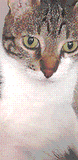 maggie
